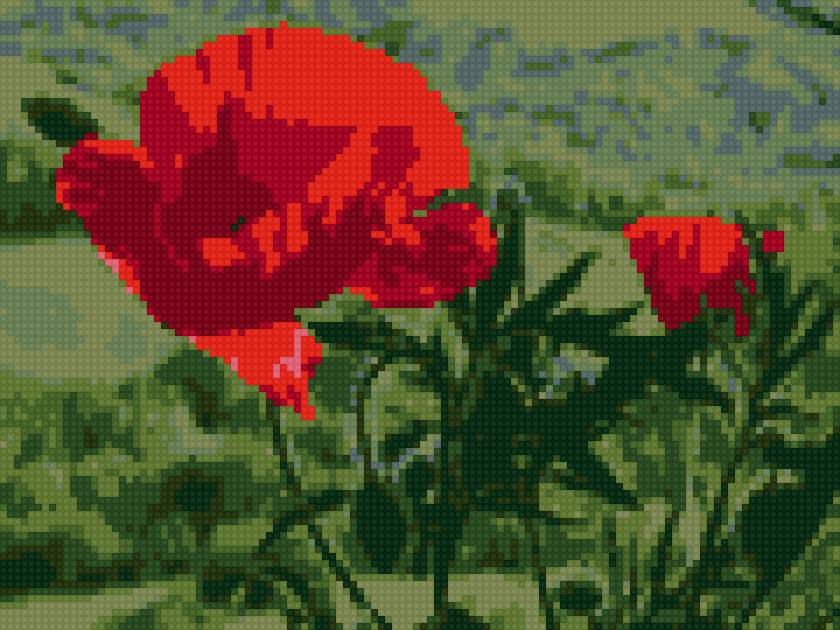 мак - цветы мак - предпросмотр