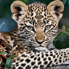 Схема вышивки «Большая кошка»