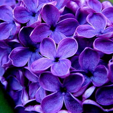 Схема вышивки «ветка серени»