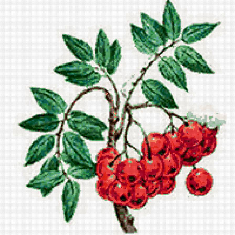 Куст рябины - рябина, природа, ягоды - предпросмотр