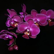 Схема вышивки «орхидеи на черном»