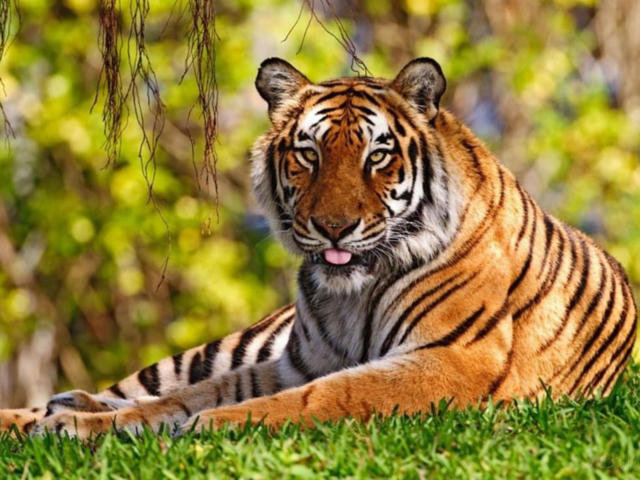 Тигр - животные, звери, кошки, природа - оригинал