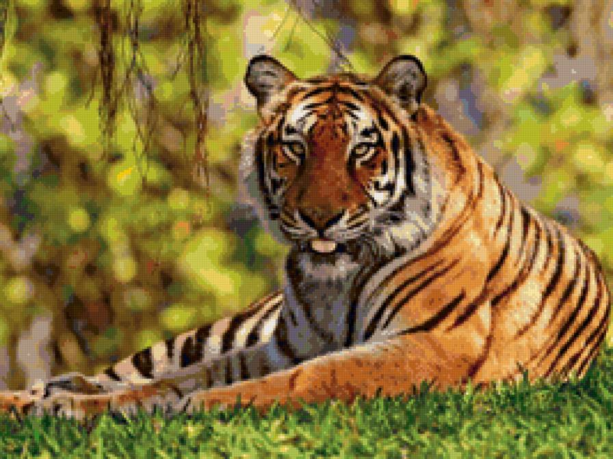 Тигр - животные, природа, кошки, звери - предпросмотр