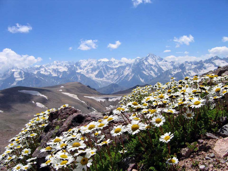 Пейзаж - цветы, горы, пейзаж, живопись - оригинал