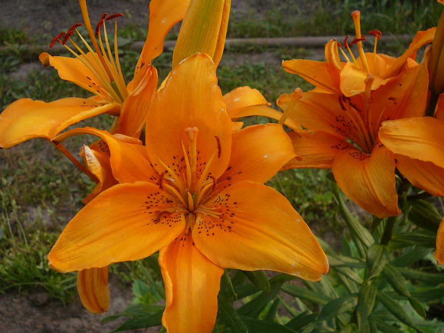 Лилии - цветы, лилии - оригинал