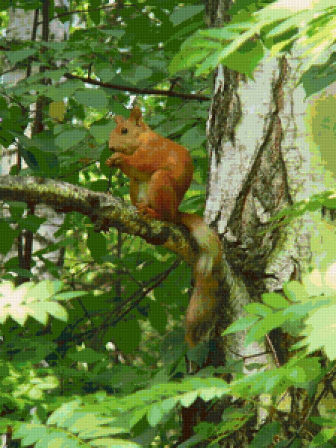 Белочка - лес, животное, белка, природа, зверек, белочка - предпросмотр