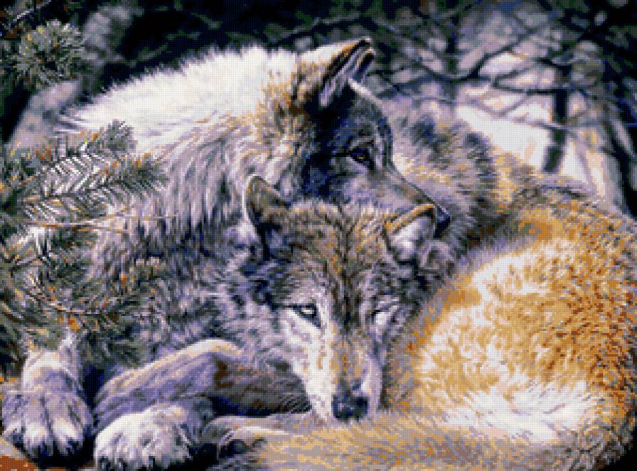 Волки - животные, природа - предпросмотр