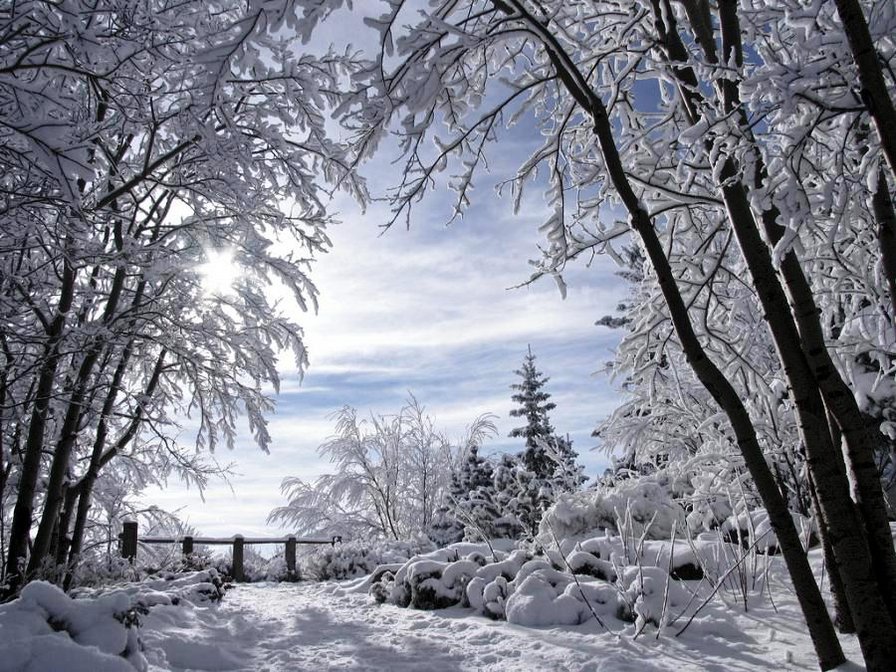 Зимняя сказка - иней, снег, пейзаж, природа, зима, зимняя картина, ели, лес - оригинал