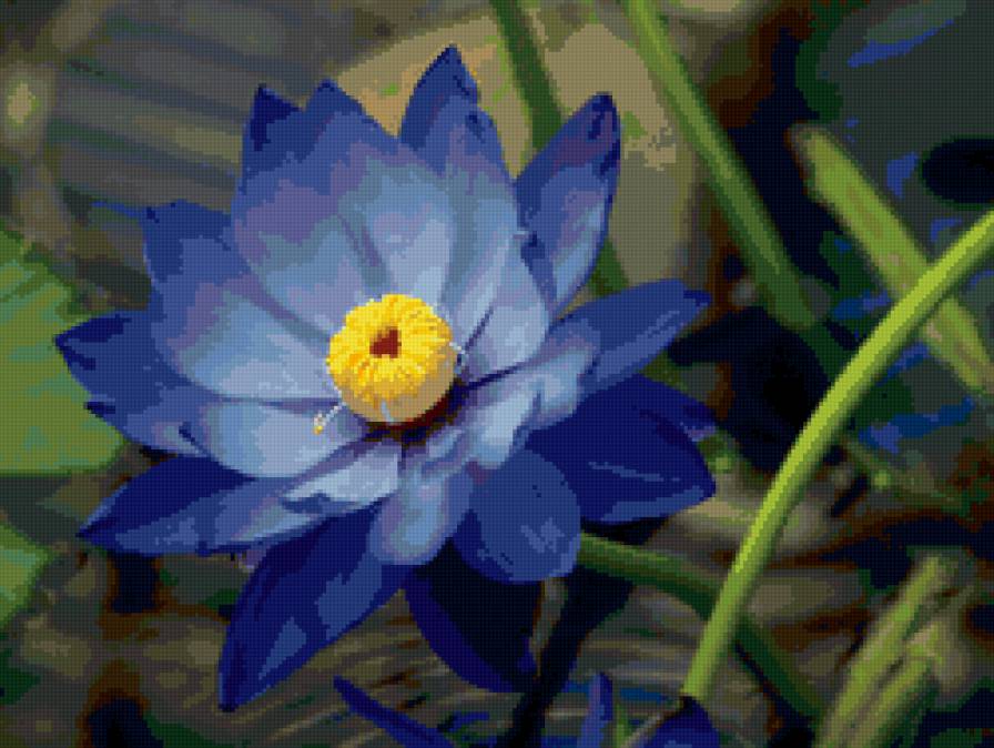 Лазуритовый цветок - лазурит, цветок, кувшинка, синий - предпросмотр