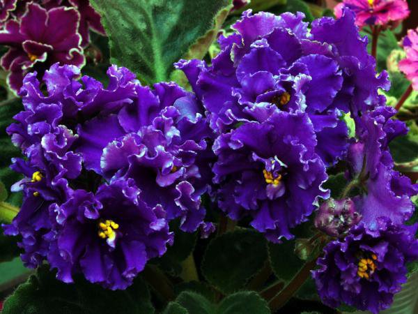 №103154 - букет, цветы, картина - оригинал