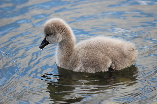 гадкий утёнок - лебедь, гусь, птенец, птицы, утка - оригинал