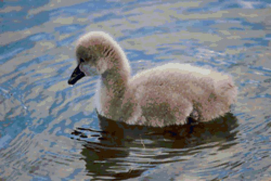 гадкий утёнок - лебедь, птицы, гусь, утка, птенец - предпросмотр