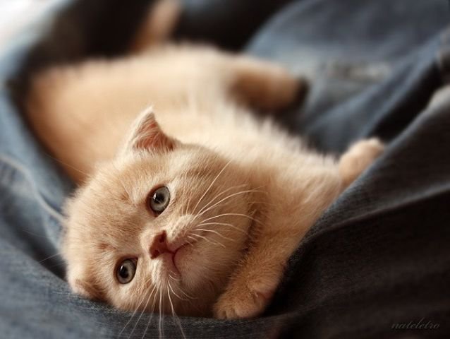 №103187 - животные, картина, кошки - оригинал