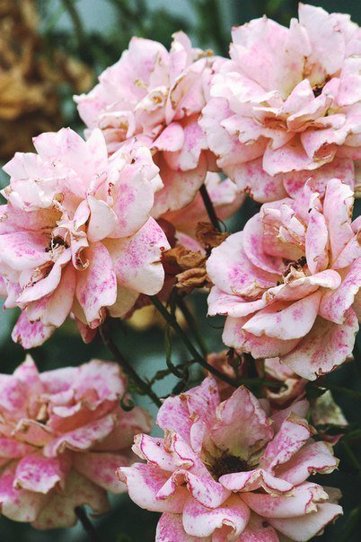 №103216 - цветы, розы, картина - оригинал