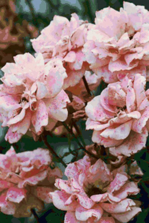 №103216 - цветы, розы, картина - предпросмотр