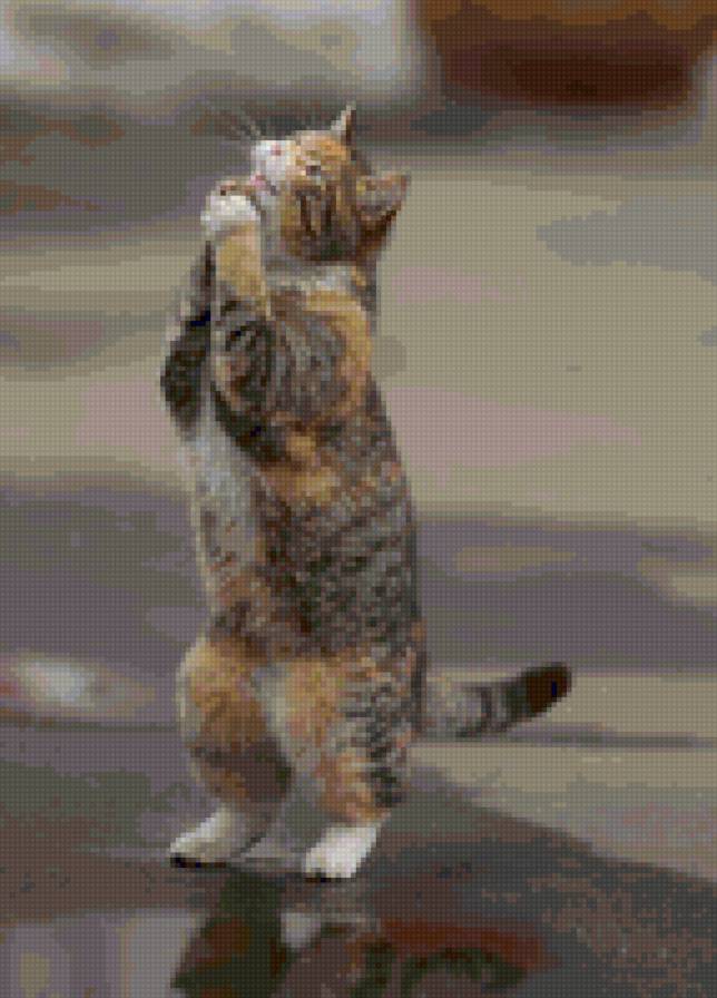 Умиление. - кошки - предпросмотр