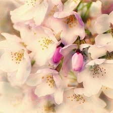 Схема вышивки «акварель»