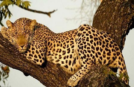 №104016 - животные - оригинал