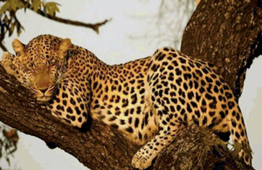 №104016 - животные - предпросмотр