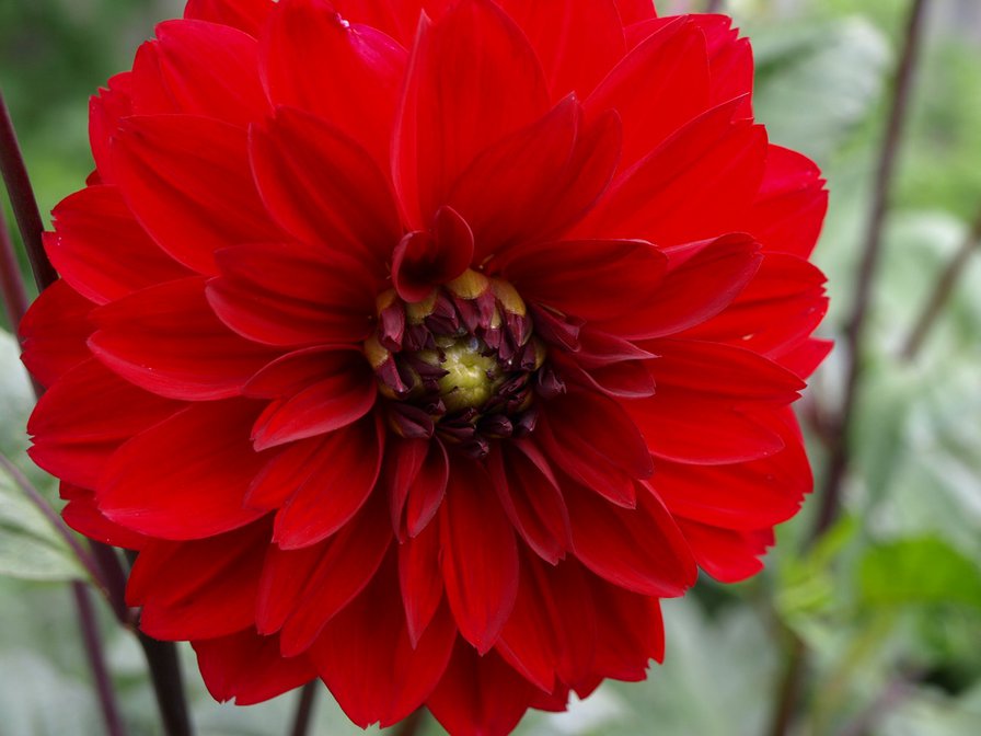 №104017 - цветы - оригинал