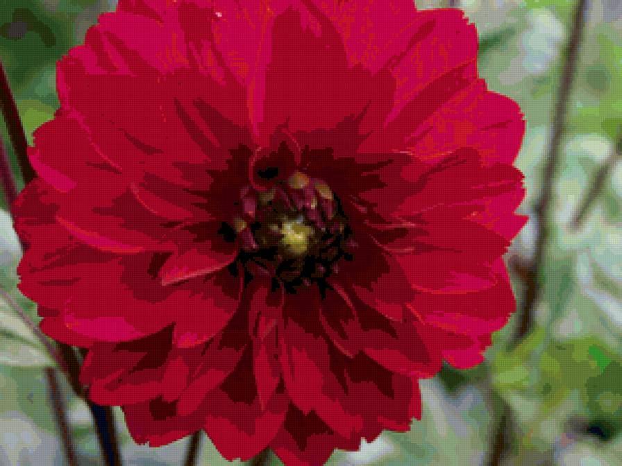 №104017 - цветы - предпросмотр