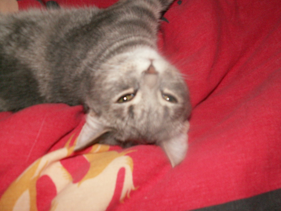 №104036 - оригинал