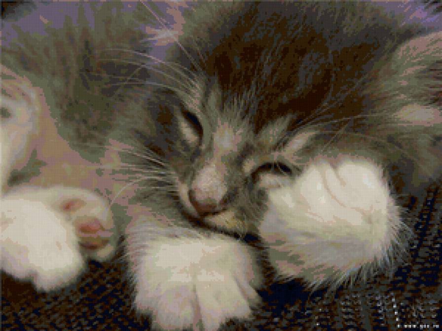 Сладкий сон - котенок - предпросмотр