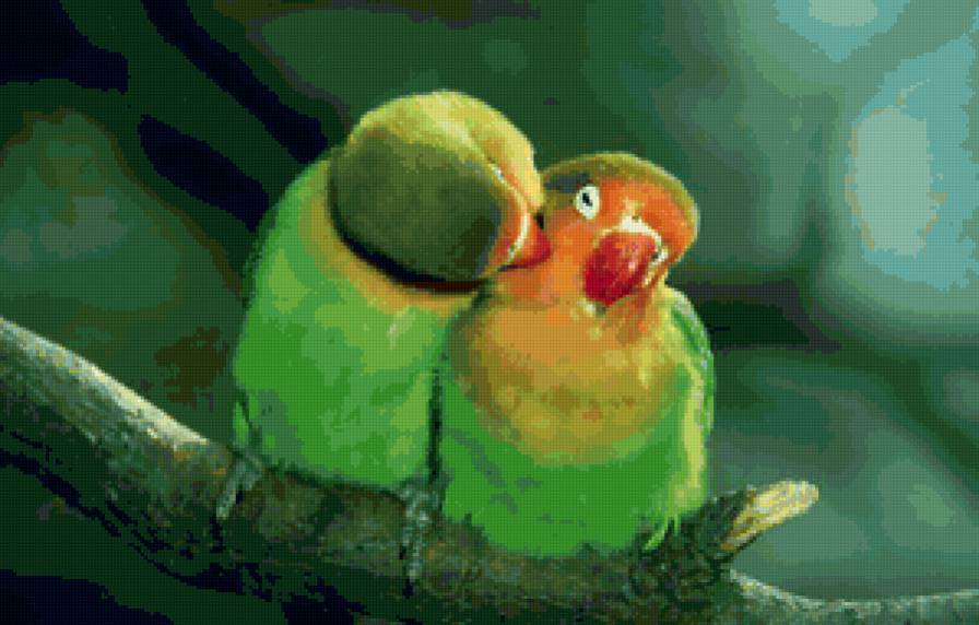 Попугаи неразлучники - попугаи, птицы - предпросмотр