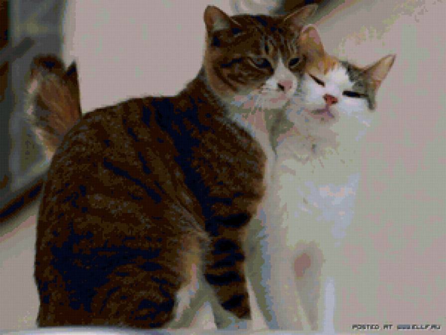 Кошачья любовь - животные, кошки - предпросмотр