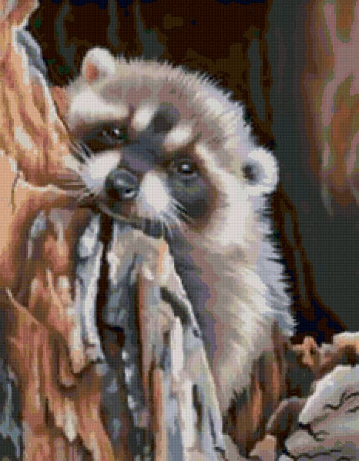 Енот - забавные животные - предпросмотр