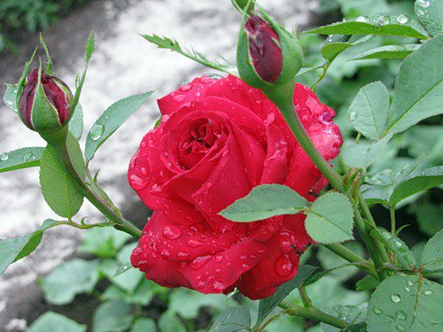 после дождя - цветок, роза - оригинал