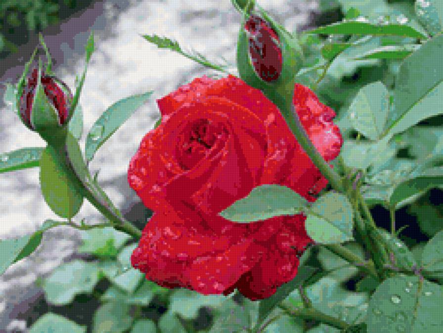 после дождя - цветок, роза - предпросмотр