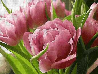 ПИОНЫ - цветы - оригинал