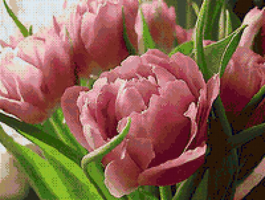 ПИОНЫ - цветы - предпросмотр