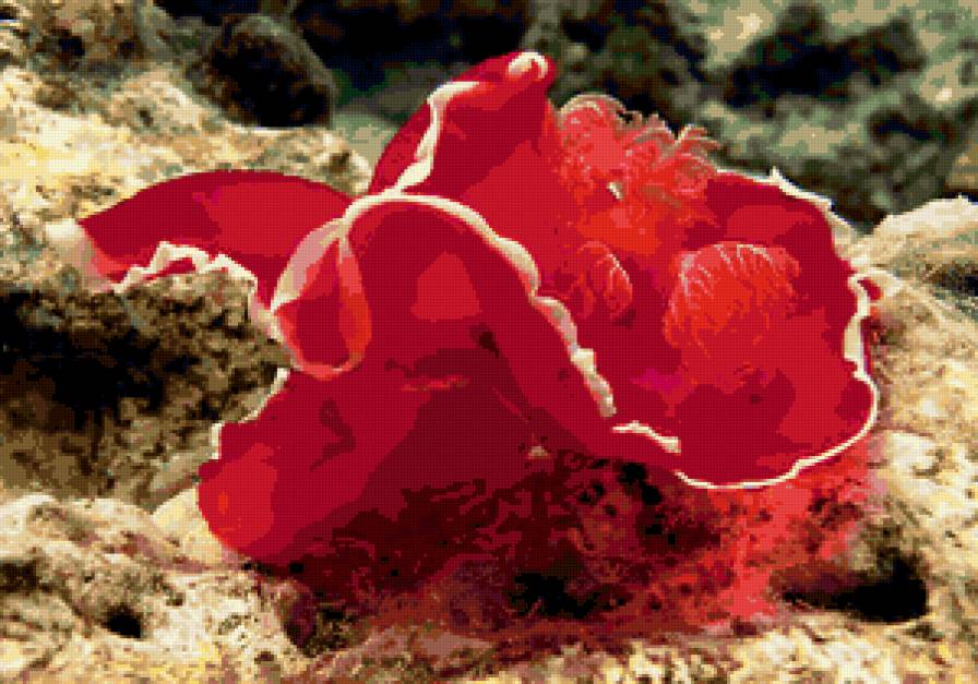 Подводный мир - рыбы, подводный мир - предпросмотр