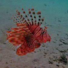 Схема вышивки «Рыбка»