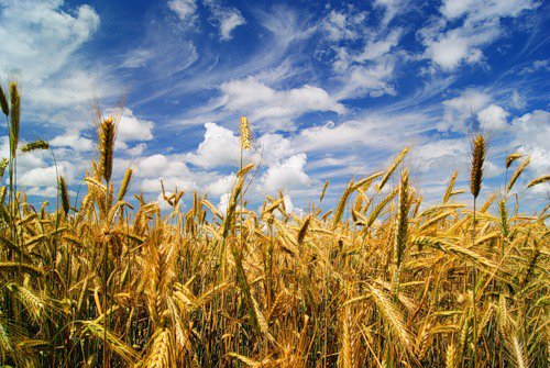 полюшко - рожь, поле, колос - оригинал