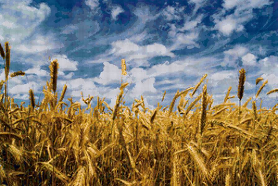 полюшко - колос, рожь, поле - предпросмотр