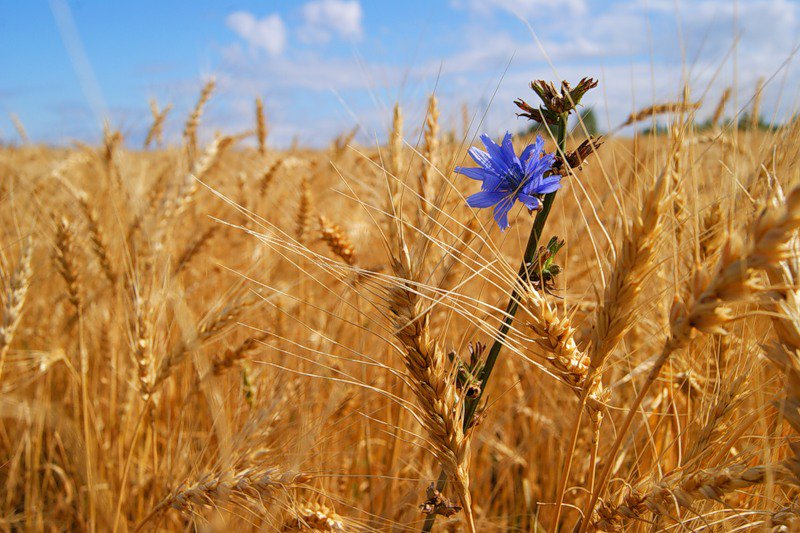 Пейзаж - пейзаж, живопись, цветок - оригинал