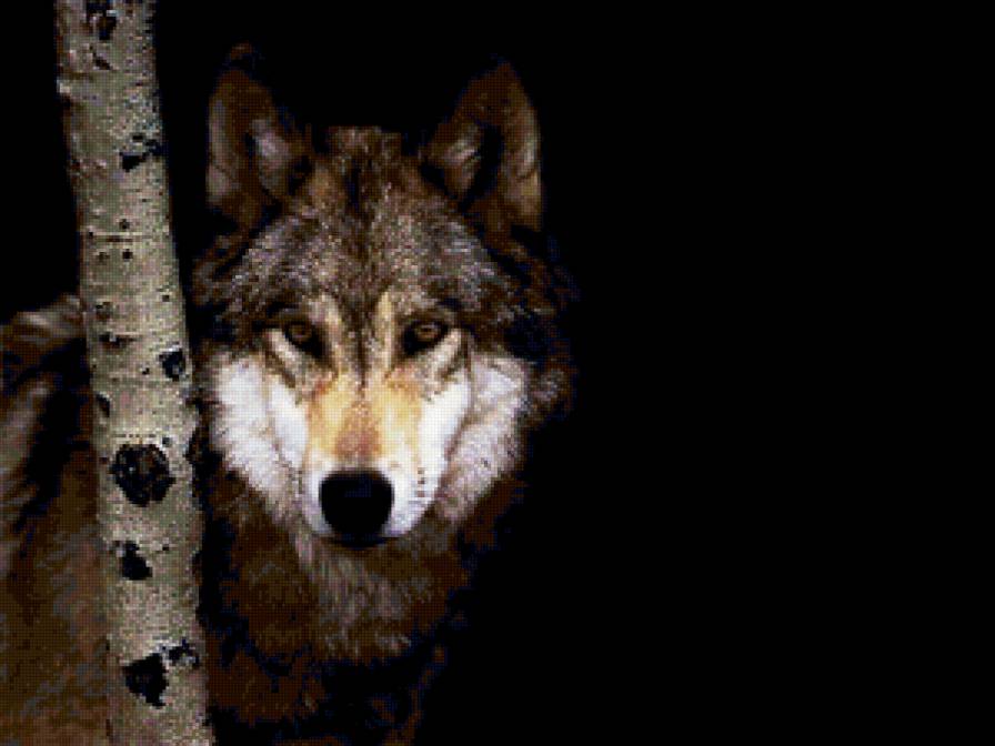 №104899 - животные - предпросмотр