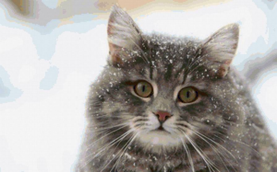 Усатый, полосатый - животные, кошки - предпросмотр