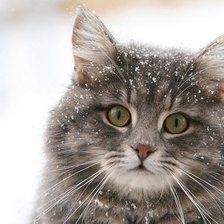 Схема вышивки «Усатый, полосатый»