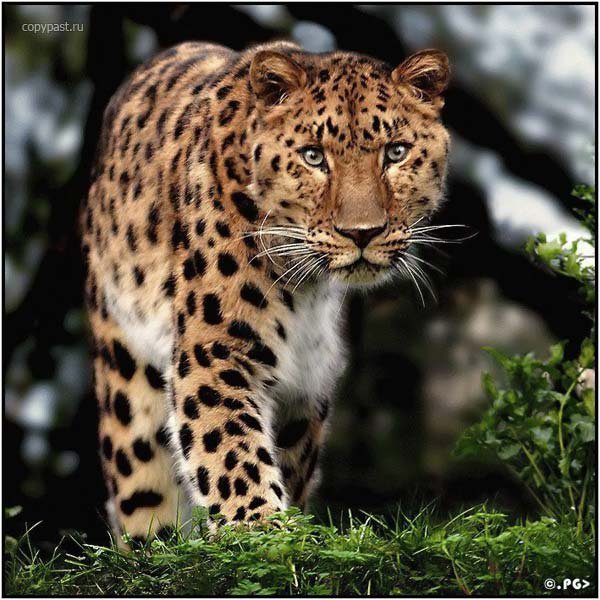 Леопард - животные, леопарды, кошки - оригинал