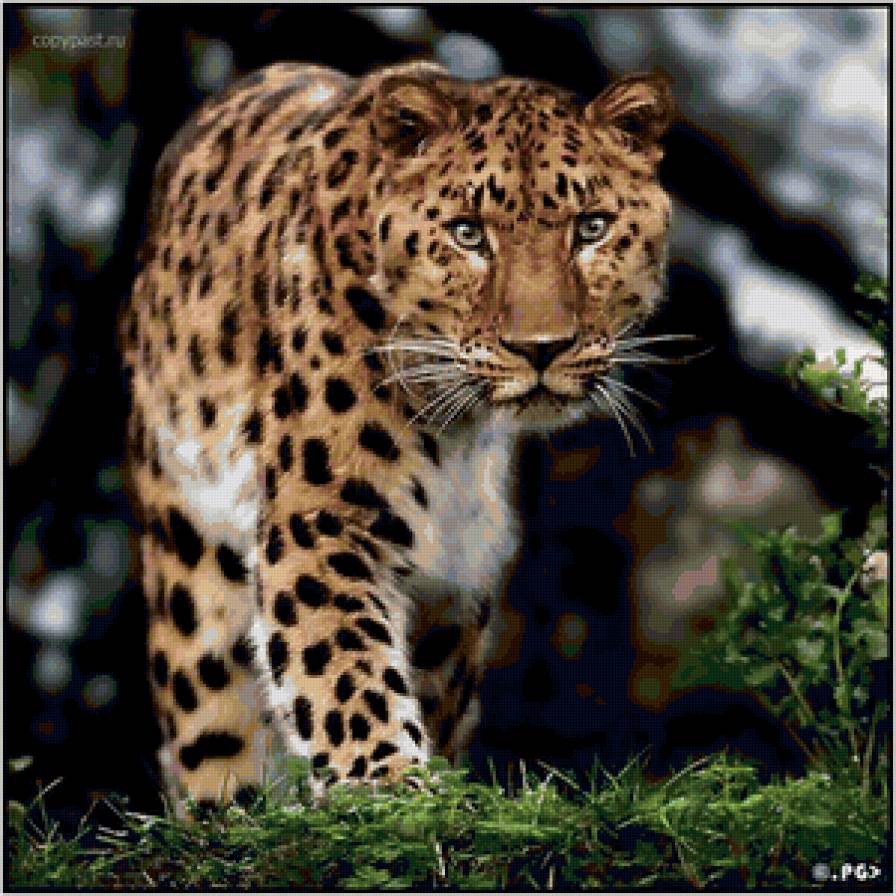 Леопард - леопарды, животные, кошки - предпросмотр