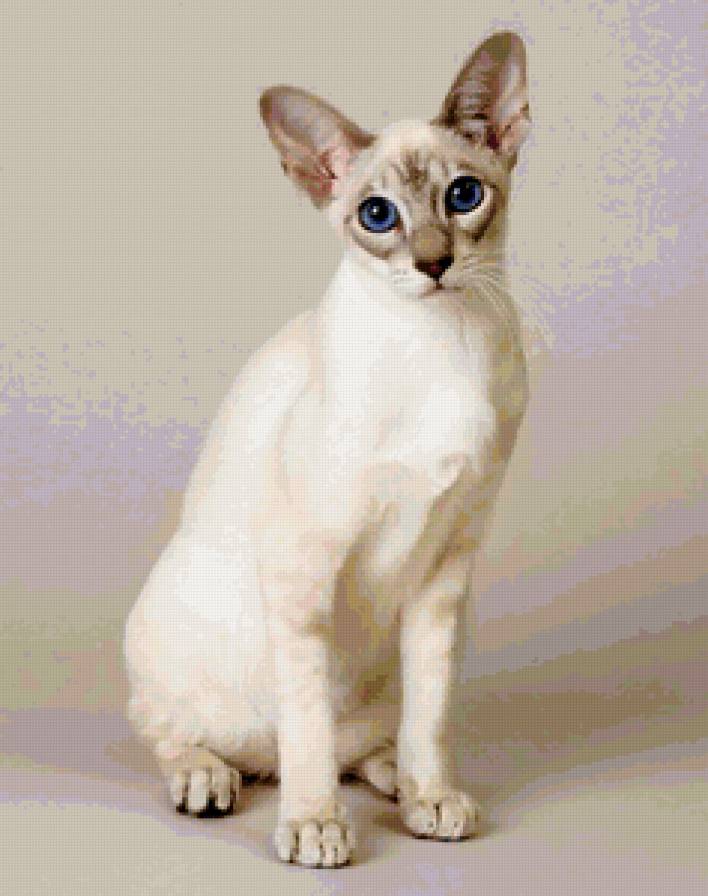 белая кошечка - коты - предпросмотр