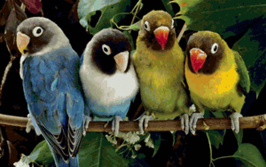 №105340 - птицы - предпросмотр