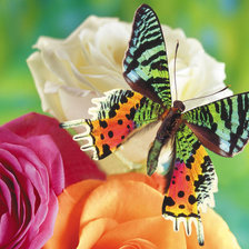 Оригинал схемы вышивки «розы и бабочка» (№105361)