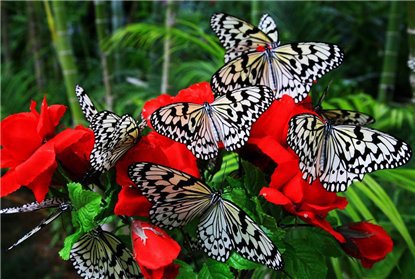 бабочки - розы, бабочки, цветы - оригинал