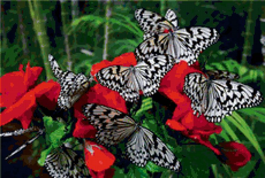 бабочки - бабочки, розы, цветы - предпросмотр