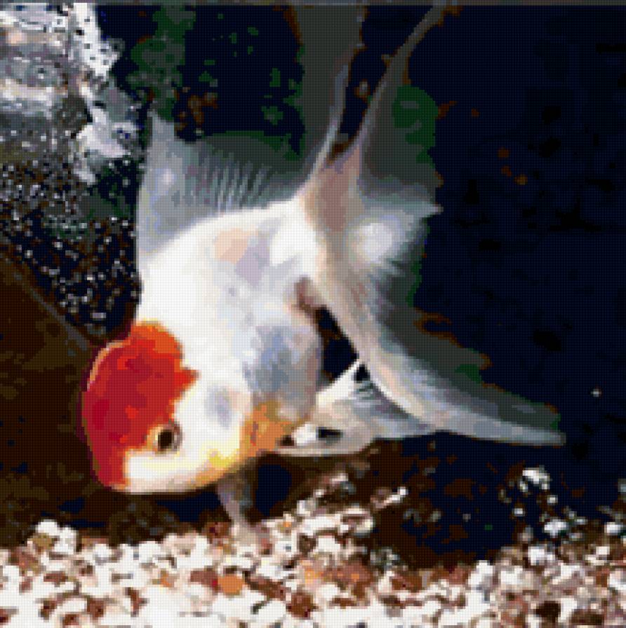 рыбка - аквариум, золотая рыбка, рыба - предпросмотр